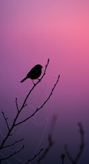 Silhouette of small bird perched on a branch with spider web against a purple and pink gradient sky