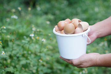 Hand holding bucket of eggshells in  garden, ready to be used for composting. Concept: food waste...