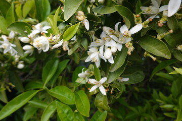 Orange tree blossoming with fragrant white flowers