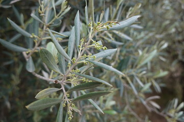 Olive tree branch showing small green buds growing