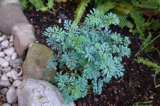 Common rue growing in garden with drip irrigation system