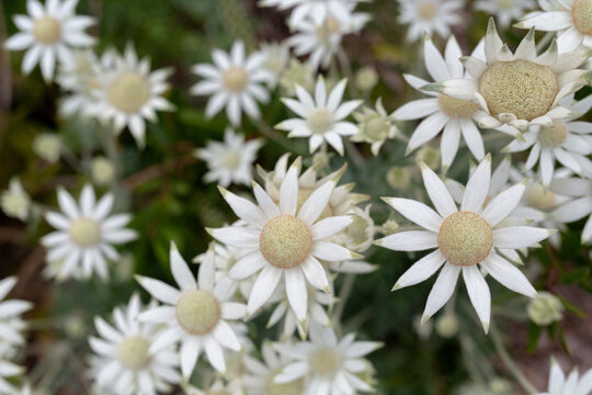 Wild flannel flowers growing in bushland