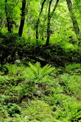 Fototapeta premium 岐阜県郡上市の森とシダ植物