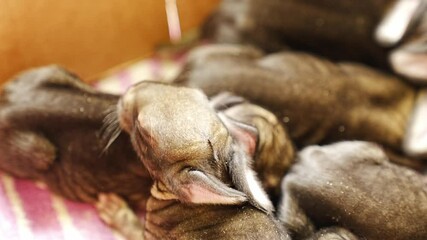 Newborn rabbits need care and feeding for healthy growth Generative AI