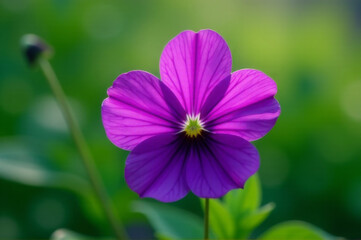 A close-up shot of a purple flower against a green background, perfect for use in designs related to nature or beauty
