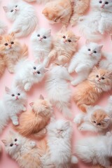 Fototapeta premium Many fluffy kittens of varying shades of white and orange/peach, lying on a pastel pink surface