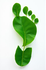 A close-up shot of a single green leaf on a white surface