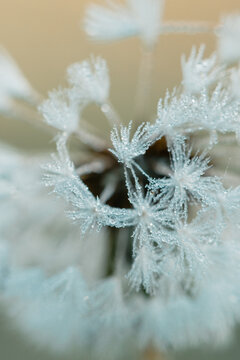 Close up of a dandelion covered in early morning dew