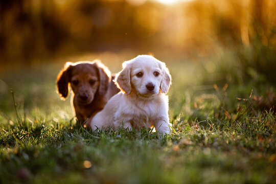 Two dachshund puppies sitting on the grass field