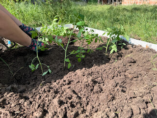 A woman plants tomato seedlings in a garden bed.