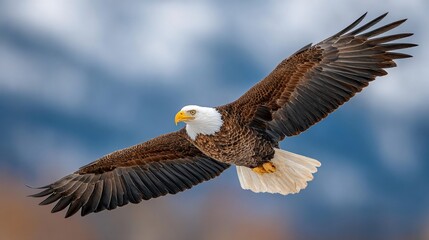Obraz premium Soaring Bald Eagle majesty in flight