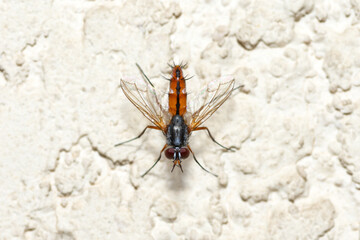 Selective focus on a Tachinid fly, Mintho Compressa