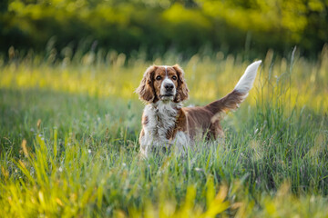 Energetic Running Welsh Springer Spaniel Outdoors