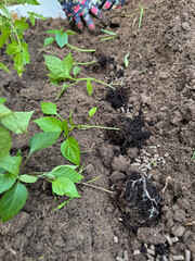 Peppers seedlings lie on the garden bed before planting.
