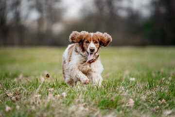 Energetic Running Welsh Springer Spaniel Outdoors