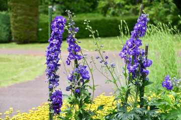 デルフィニウム　Delphinium