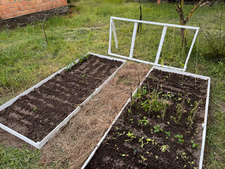 Raised garden beds with wooden frames. Filled with fertile soil. Planted with garden crops. Trellis...