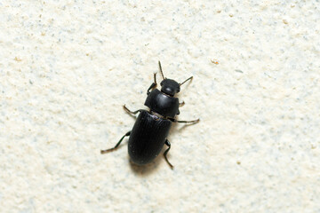 Darkling beetle on a wall, Gonocephalum Rusticum