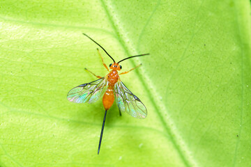 Braconid wasp on a leaf, top view