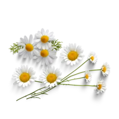  Daisy  © thanapaht