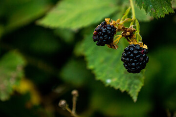 M&ucirc;res sauvages