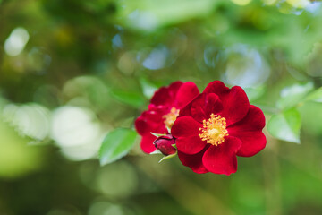 Vibrant red flowers bloom amidst lush greenery in a serene garden