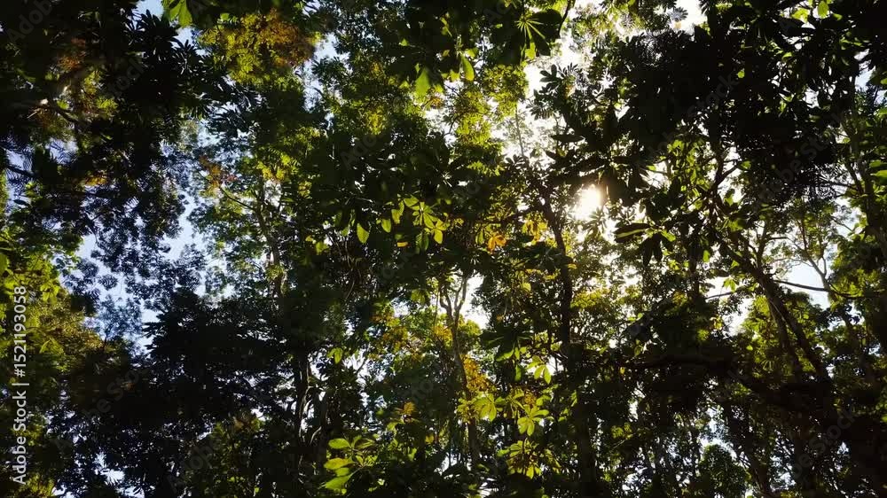 Poster sunlight filters through the dense canopy of a vibrant rainforest, creating a mesmerizing spectacle 