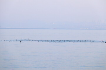 海鳥のいる朝の瀬戸内海
