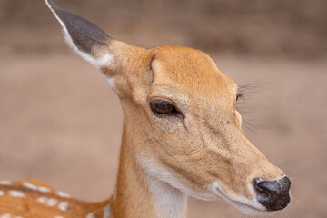 Close-up fallow deer in wild nature