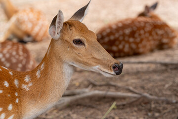 Close-up fallow deer in wild nature