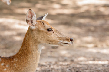 Close-up fallow deer in wild nature