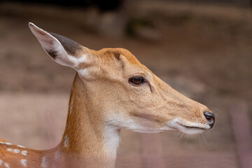 Close-up fallow deer in wild nature