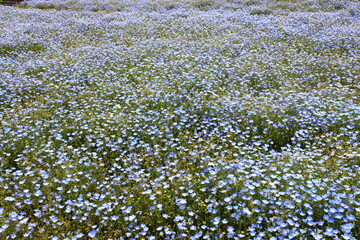 青いネモフィラの花畑
