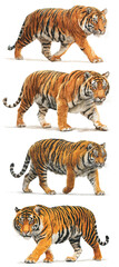 Fototapeta premium Illustration of Four Realistic Tigers Walking in Different Poses