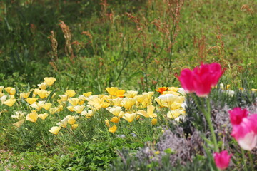 黄色いハナビシソウ