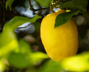 Close-up of a ripe yellow lemon hanging from a citrus tree, surrounded by green leaves and illuminated by natural sunlight. Perfect for themes of healthy eating, organic food, and gardening.