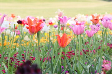 色とりどりのチューリップ畑
