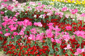 ピンク色のチューリップ　ドリームクラブの花壇