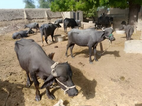 Water buffaloes in a rural setup, domestic black waterbuffalo Sindhi Kundhi-buffalo  banni kutchi Gujarati dairy deau bufalo deagua, bufalo marinho 