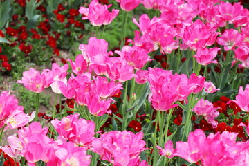 ピンク色のチューリップ　ドリームクラブの花壇