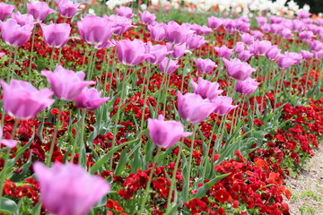 紫色のチューリップの花畑