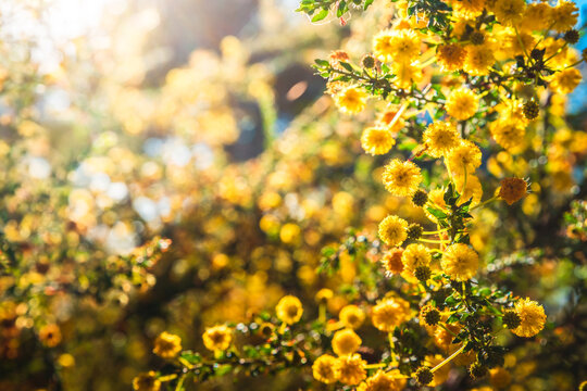 Golden Wattle tree (Acacia pycnantha) blooming during late winter season in August.