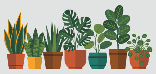 Collection of Houseplants in Terracotta Pots