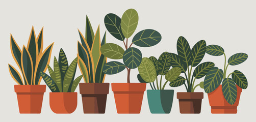 Collection of Houseplants in Terracotta and Brown Pots