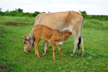 Indian calf suckling from cow in green pasture – traditional dairy farming