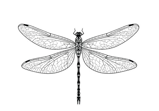 Dragon fly wings drawing. It is a detailed black and white outline image of a dragonfly, an insect with delicate, veined wings. Vector sketch line art draw.