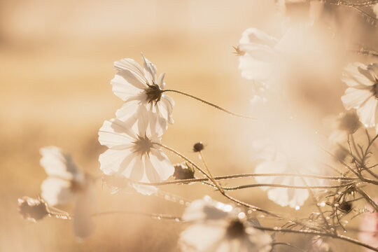 The underside of white cosmos flowers with visible dew droplets in early morning light