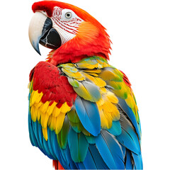 Fototapeta premium macaw 