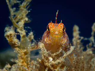 Gelber Spitzkopf Schleimfisch auf Alge unterwasser

