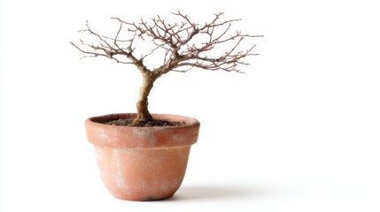 Fototapeta premium Aesthetic Bare Bonsai Tree in Terracotta Pot on White Background Evoking Tranquility and Minimalist Zen Decor